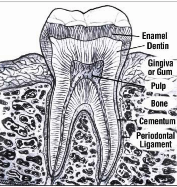 Anatomy of a tooth